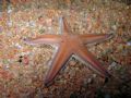 Astropecten irregularis